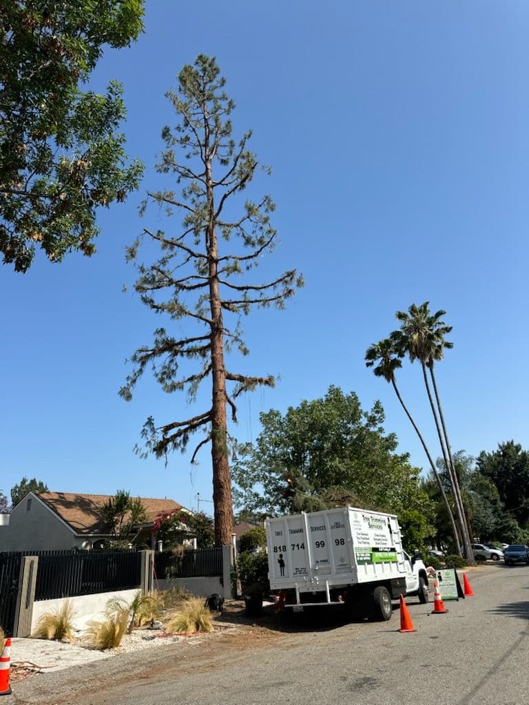 Stunning Pine Tree Transformation in Van Nuys