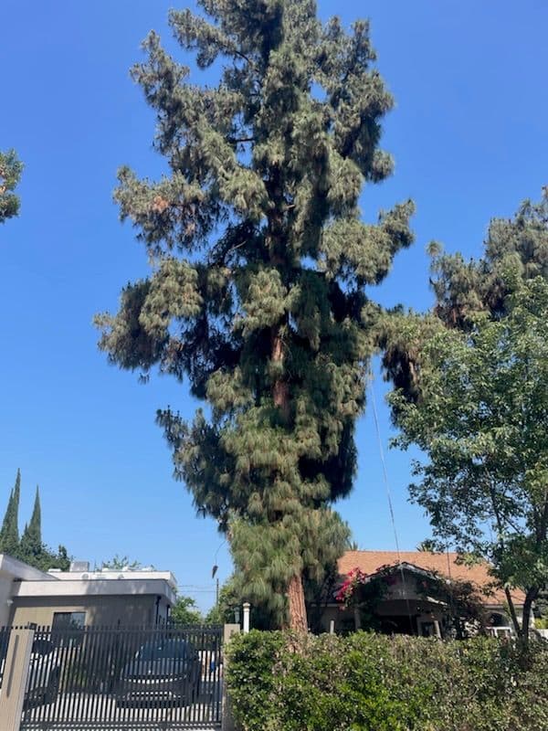 Gallery photos for Stunning Pine Tree Transformation in Van Nuys: Image #1