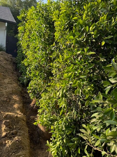 Project Natural Privacy Solution with Ficus Planting in Tarzana image