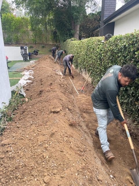 Natural Privacy Solution with Ficus Planting in Tarzana